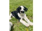 Adopt Patch a Labrador Retriever, Australian Shepherd