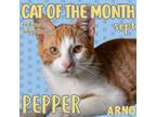 Adopt Pepper a Domestic Short Hair