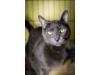 Adopt Charlie a Russian Blue