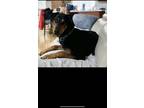 Adopt Doobie a Black - with Tan, Yellow or Fawn Doberman Pinscher dog in Castle