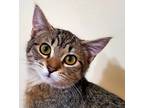 Adopt Penny a Gray, Blue or Silver Tabby Domestic Shorthair (short coat) cat in