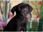 Adopt Pueblo a Black Labrador Retriever dog in Littleton, CO (38597880)