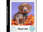 Adopt Marvin 070823 a Brown/Chocolate - with White Beagle / Dachshund dog in