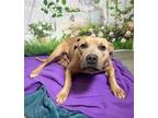 Adopt Bentley a Pit Bull Terrier