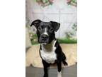 Adopt Terrence a Terrier