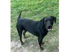 Adopt Gideon a Australian Shepherd / Mixed dog in WAYNESVILLE, GA (38552100)
