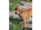 Adopt Mylie a Bloodhound / Catahoula Leopard Dog / Mixed dog in WAYNESVILLE