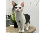 Adopt Breezy - City of Industry Location a White Domestic Mediumhair / Mixed cat