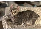 Adopt Logan a Domestic Shorthair / Mixed (short coat) cat in Hoover