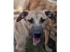 Adopt Slaney a Labrador Retriever / Boxer / Mixed dog in San Diego