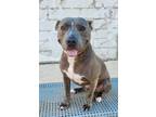 Adopt Tippie (Underdog) a Pit Bull Terrier, Mixed Breed