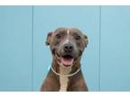 Adopt Tippie (Underdog) a Pit Bull Terrier, Mixed Breed