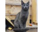 Adopt Vember a Gray or Blue Domestic Shorthair / Mixed cat in Aurora