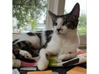 Adopt Reina - City of Industry Location a White Domestic Shorthair / Mixed cat