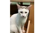 Adopt Everly a Domestic Short Hair