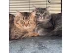 Adopt Brownie and Fluffy a Domestic Long Hair