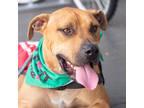 Adopt Morris a Tan/Yellow/Fawn Mixed Breed (Medium) / Mixed dog in Fernandina