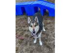 Adopt TANK a Siberian Husky