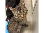 Adopt Marco Polo a Domestic Short Hair