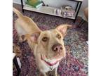 Adopt Tip Toe a Tan/Yellow/Fawn Labrador Retriever / Hound (Unknown Type) /