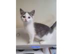 Adopt Stinger a Domestic Shorthair / Mixed (short coat) cat in Cedar Rapids