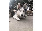 Adopt Quinn a Gray/Silver/Salt & Pepper - with White Siberian Husky dog in