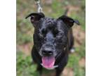 Adopt Venus a Black American Pit Bull Terrier / Mixed dog in Payson