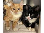 Adopt Harry and Ronald a Domestic Short Hair