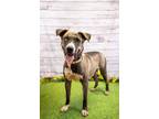 Adopt Peyton a Brown/Chocolate American Pit Bull Terrier / Mixed dog in Justin
