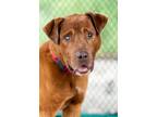Adopt Arthur a Mixed Breed (Medium) / Mixed dog in Dearborn, MI (38666291)
