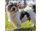 Adopt Sawyer a Shih Tzu