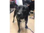Adopt Minnie- IN FOSTER a Black Mixed Breed (Medium) / Mixed dog in Chamblee