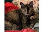 Adopt Tatiana a Tortoiseshell Domestic Shorthair (short coat) cat in Castro