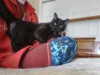 Adopt T'Challa a Domestic Short Hair