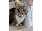 Adopt Ralph a Domestic Short Hair