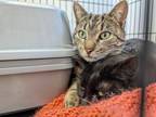 Adopt Selena- Female and Benny- Male (Bonded) a Domestic Short Hair
