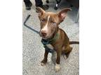 Adopt Benny a Mixed Breed