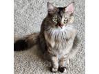Adopt Roz a Brown Tabby Domestic Mediumhair / Mixed (medium coat) cat in