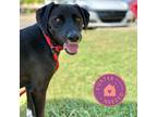 Adopt Coco a Black Mixed Breed (Medium) / Mixed dog in Oklahoma City
