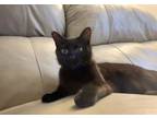 Adopt Minnie Kitty a All Black Domestic Shorthair / Mixed (short coat) cat in