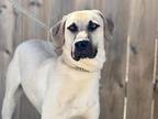 Adopt Chase a Labrador Retriever, Mixed Breed