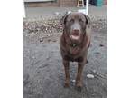 Adopt Toby a Brown/Chocolate Labrador Retriever / Mixed dog in Fayetteville