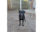 Adopt Simba a Black Labrador Retriever / Mixed dog in Fayetteville