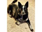 Adopt Posey a Black - with White Australian Cattle Dog / Mixed dog in Cheyenne