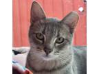 Adopt Purrsimmons a Brown Tabby Domestic Shorthair / Mixed cat in Aurora