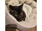 Adopt Les a All Black Domestic Shorthair / Mixed cat in Brawley, CA (38703974)