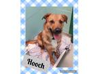 Adopt Hooch a Australian Cattle Dog / Blue Heeler