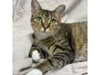 Adopt Lori a Brown or Chocolate Domestic Shorthair / Mixed cat in Decorah