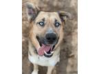 Adopt Odin a Mixed Breed