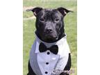 Adopt Caravaggio a Pit Bull Terrier, Mixed Breed